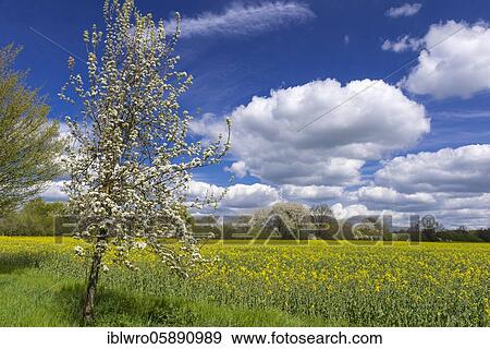 Flowering fruit trees in the rape field, Schaalsee Biosphere Reserve, Zarrentin, Mecklenburg-Western Pomerania, Germany, Europe View Large Photo Image Stock Photo - Flowering fruit trees in the rape field, Schaalsee Biosphere Reserve, Zarrentin, Mecklenburg-Western Pomerania, Germany, Europe. Fotosearch