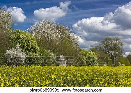Flowering trees at the rape field in spring, Schaalsee Biosphere Reserve, Zarrentin, Mecklenburg-Western Pomerania, Germany, Europe View Large Photo Image Stock Photography - Flowering trees at the rape field in spring, Schaalsee Biosphere Reserve, Zarrentin, Mecklenburg-Western Pomerania, Germany, Europe. Fotosearch