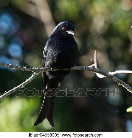 Fork-tailed drongo (Dicrurus adsimilis), South Africa, Africa View Large Photo Image Stock Photography - Fork-tailed drongo (Dicrurus adsimilis), South Africa, Africa. Fotosearch