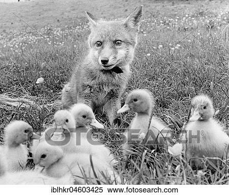 Stock Photography - Fox and small ducks, England, Great Britain. Fotosearch