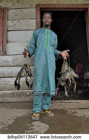 Frog catcher with live Goliath frogs (Conraua goliath), largest frog in the world, Kolla in Nkongsamba, Littoral Province, Cameroon, Africa View Large Photo Image Stock Photo - Frog catcher with live Goliath frogs (Conraua goliath), largest frog in the world, Kolla in Nkongsamba, Littoral Province, Cameroon, Africa. Fotosearch