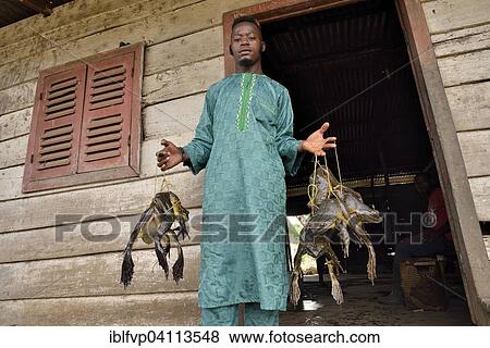 Stock Photo - Frog catcher with live Goliath frogs (Conraua goliath), largest frog in the world, Kolla in Nkongsamba, Littoral Province, Cameroon, Africa. Fotosearch
