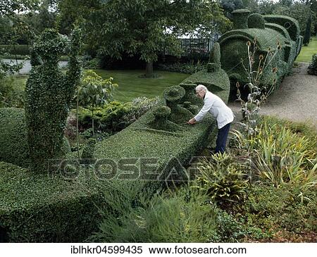 Gardener cuts a gondola and a train from a hedge, England, Great Britain View Large Photo Image Stock Photography - Gardener cuts a gondola and a train from a hedge, England, Great Britain. Fotosearch