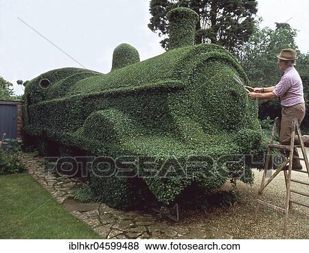 Gardener cuts draught from hedges, England, Great Britain View Large Photo Image Stock Photo - Gardener cuts draught from hedges, England, Great Britain. Fotosearch