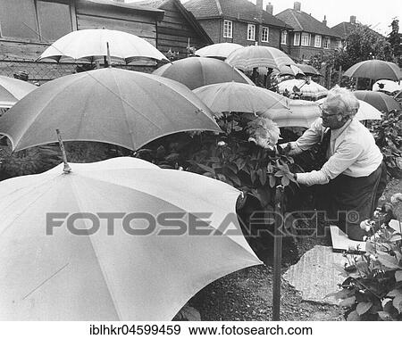 Gardener with umbrellas, England, Great Britain View Large Photo Image Stock Photo - Gardener with umbrellas, England, Great Britain. Fotosearch