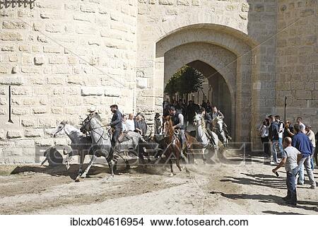 Gardians or bull herders on Camargue horses drive wild bulls through the city gate, Aigues-Mortes, Camargue, France, Europe View Large Photo Image Picture - Gardians or bull herders on Camargue horses drive wild bulls through the city gate, Aigues-Mortes, Camargue, France, Europe. Fotosearch