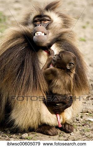Gelada or Gelada Baboon (Theropithecus gelada) male holding infant, Rheine Zoo, North-Rhine Westphalia, Germany, Europe View Large Photo Image Stock Photo - Gelada or Gelada Baboon (Theropithecus gelada) male holding infant, Rheine Zoo, North-Rhine Westphalia, Germany, Europe. Fotosearch