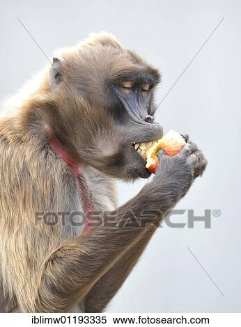 Stock Photography - Gelada (Theropithecus Gelada) eating apple. Fotosearch