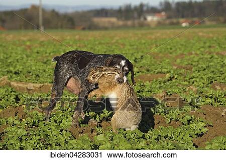 German Shorthaired Pointer Hunting Dog Retrieving European Hare