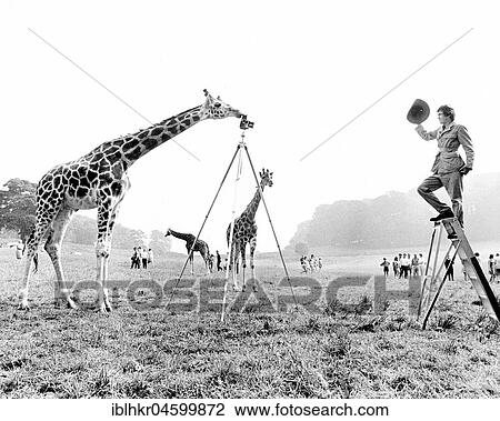 Giraffe photographs Ranger, England, Great Britain View Large Photo Image Stock Image - Giraffe photographs Ranger, England, Great Britain. Fotosearch