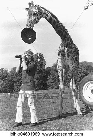 Stock Photo - Giraffe steals hat, England, Great Britain. Fotosearch