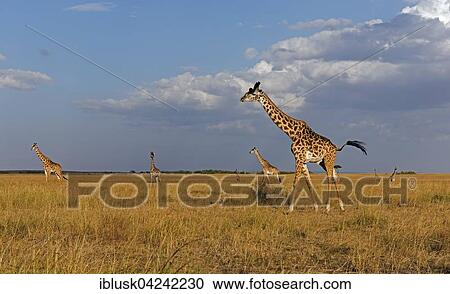 Stock Image - Giraffes (Giraffa camelopardalis), herd in evening light, Masai Mara, Narok County, Kenya, Africa. Fotosearch