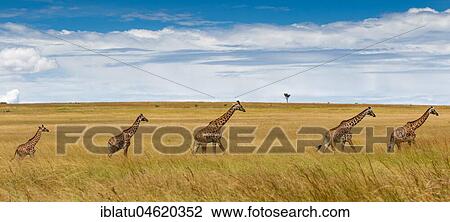 Giraffes (Giraffa camelopardalis), herd, walking through savannya, Masai Mara, Kenya, Africa View Large Photo Image Stock Image - Giraffes (Giraffa camelopardalis), herd, walking through savannya, Masai Mara, Kenya, Africa. Fotosearch