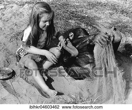 Girl and chimpanzee on the beach, England, Great Britain View Large Photo Image Stock Image - Girl and chimpanzee on the beach, England, Great Britain. Fotosearch