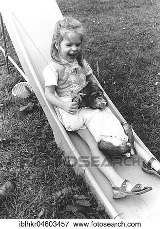 Girl and chimpanzee on the slide, England, Great Britain View Large Photo Image Stock Photo - Girl and chimpanzee on the slide, England, Great Britain. Fotosearch