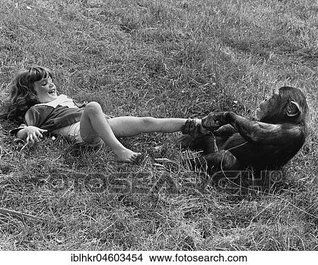 Girl and chimpanzee playing, England, Great Britain View Large Photo Image Picture - Girl and chimpanzee playing, England, Great Britain. Fotosearch
