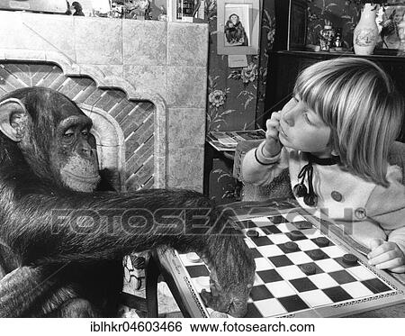 Girl and chimpanzee playing the mill game, England, Great Britain View Large Photo Image Stock Photograph - Girl and chimpanzee playing the mill game, England, Great Britain. Fotosearch