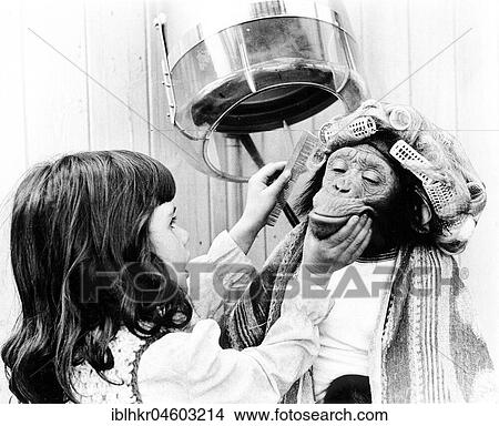 Girl combing chimpanzee with curlers at the hairdresser's, England, Great Britain View Large Photo Image Picture - Girl combing chimpanzee with curlers at the hairdresser's, England, Great Britain. Fotosearch