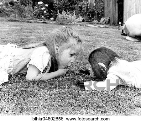 Girl plays with chimpanzee, England, Great Britain View Large Photo Image Stock Photograph - Girl plays with chimpanzee, England, Great Britain. Fotosearch