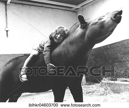 Stock Image - Girl rides on Tapir, England, Great Britain. Fotosearch