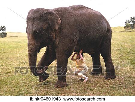 Girl stemming elephants, England, Great Britain View Large Photo Image Stock Image - Girl stemming elephants, England, Great Britain. Fotosearch