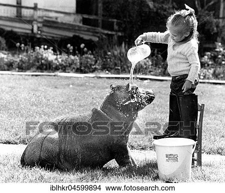 Girl washes a Pygmy Hippopotamus, England, Great Britain View Large Photo Image Picture - Girl washes a Pygmy Hippopotamus, England, Great Britain. Fotosearch