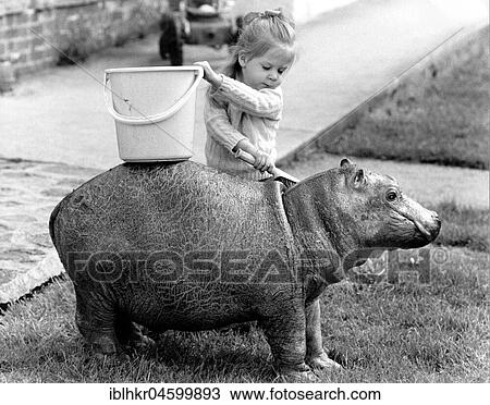 Stock Image - Girl washes a Pygmy Hippopotamus, England, Great Britain. Fotosearch