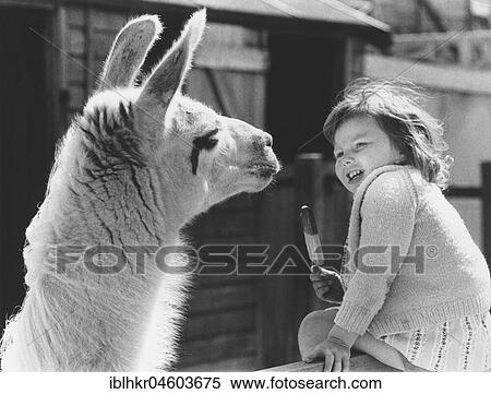 Stock Photography - Girl with a Llama, England, Great Britain. Fotosearch