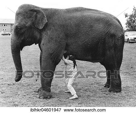 Girl with elephant, England, Great Britain View Large Photo Image Stock Photo - Girl with elephant, England, Great Britain. Fotosearch