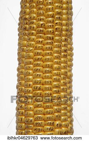 Stock Image - GM maize, corn cobs, numbered maize grains. Fotosearch