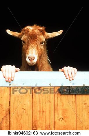 Goat with human hands, England, Great Britain View Large Photo Image Stock Image - Goat with human hands, England, Great Britain. Fotosearch