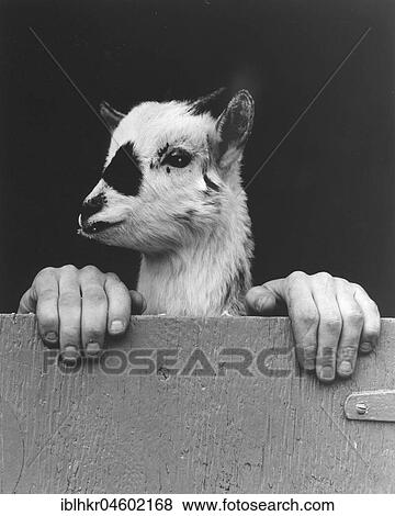 Goat with human hands, England, Great Britain View Large Photo Image Stock Photo - Goat with human hands, England, Great Britain. Fotosearch