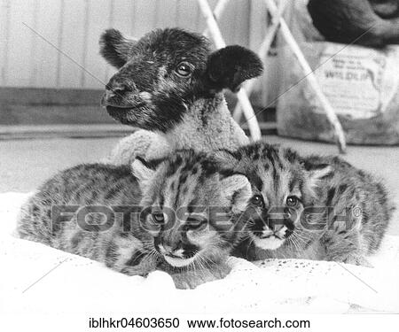 Goat with two predator babies, England, Great Britain View Large Photo Image Stock Image - Goat with two predator babies, England, Great Britain. Fotosearch