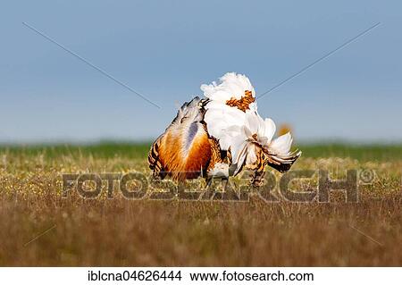 Picture - Great bustard (Otis tarda), courtship display in a meadow, Castilla-La Mancha, Spain, Europe. Fotosearch