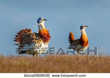 Stock Image - Great bustard (Otis tarda), courtship display in a meadow, Castilla-La Mancha, Spain, Europe. Fotosearch