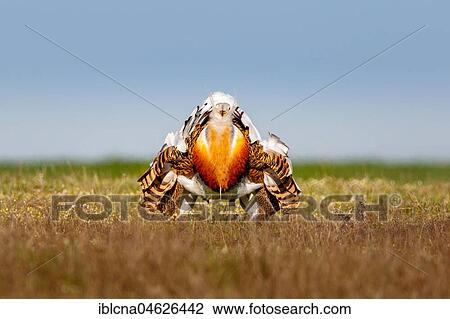 Great bustard (Otis tarda), courtship display in a meadow, Castilla-La Mancha, Spain, Europe View Large Photo Image Stock Image - Great bustard (Otis tarda), courtship display in a meadow, Castilla-La Mancha, Spain, Europe. Fotosearch