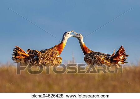 Stock Photo - Great bustard (Otis tarda), courtship display in a meadow, Castilla-La Mancha, Spain, Europe. Fotosearch