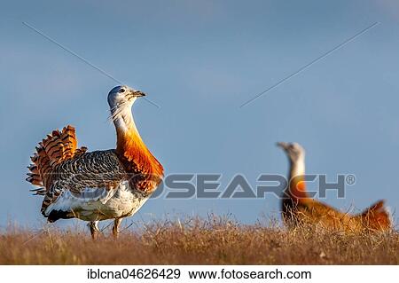 Stock Photo - Great bustard (Otis tarda), courtship display in a meadow, Castilla-La Mancha, Spain, Europe. Fotosearch