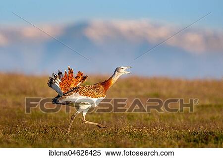 Stock Photography - Great bustard (Otis tarda), courtship display, mountain silhouette, meadow, Castile-La Mancha, Spain, Europe. Fotosearch