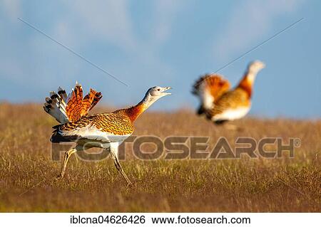 Stock Photograph - Great bustard (Otis tarda), during courtship display, mountain silhouette, meadow, Castilla-La Mancha, Spain, Europe. Fotosearch