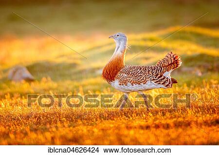 Picture - Great bustard (Otis tarda) in a meadow in the morning at sunrise, Castile-La Mancha, Spain, Europe. Fotosearch
