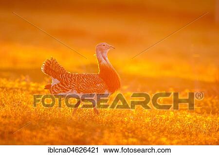 Stock Image - Great bustard (Otis tarda) in a meadow in the morning at sunrise, Castile-La Mancha, Spain, Europe. Fotosearch
