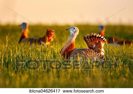Stock Photo - Great bustard (Otis tarda) in a meadow in the morning at sunrise, Castile-La Mancha, Spain, Europe. Fotosearch