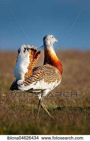 Picture - Great bustard (Otis tarda), meadow, Castilla-La Mancha, Spain, Europe. Fotosearch