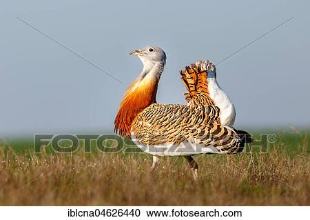 Stock Image - Great bustard (Otis tarda), meadow, Castilla-La Mancha, Spain, Europe. Fotosearch