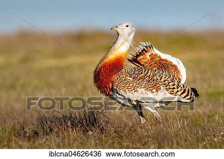 Stock Photograph - Great bustard (Otis tarda), meadow, Castilla-La Mancha, Spain, Europe. Fotosearch