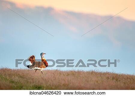 Great bustard (Otis tarda), mountain silhouette, meadow, Castile-La Mancha, Spain, Europe View Large Photo Image Stock Image - Great bustard (Otis tarda), mountain silhouette, meadow, Castile-La Mancha, Spain, Europe. Fotosearch