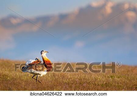 Stock Image - Great bustard (Otis tarda), mountain silhouette, meadow, Castile-La Mancha, Spain, Europe. Fotosearch