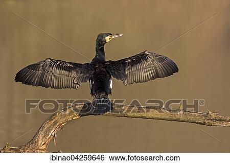 Great Cormorant (Phalacrocorax carbo) drying wings, Schleswig Holstein, Germany, Europe View Large Photo Image Stock Photograph - Great Cormorant (Phalacrocorax carbo) drying wings, Schleswig Holstein, Germany, Europe. Fotosearch
