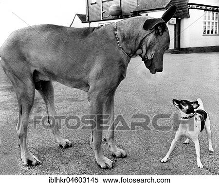 Great Dane and little Jack Russell Terrier looking at each other, England, Great Britain View Large Photo Image Stock Photography - Great Dane and little Jack Russell Terrier looking at each other, England, Great Britain. Fotosearch